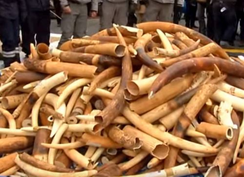 В Кении сожгут более 100 тонн слоновой кости