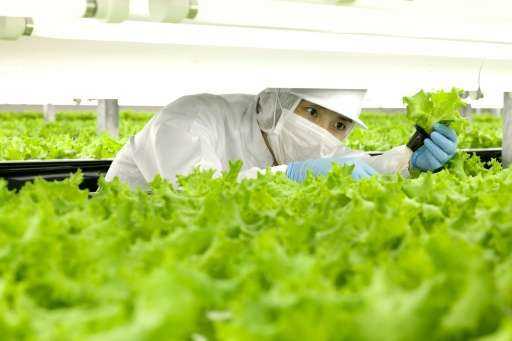 В Японии выращивать салат будут роботы