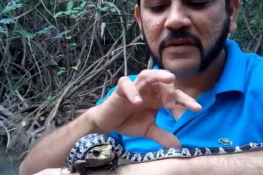 Бразилець загорнув отруйну жабу в змію і поклав собі в рот (відео)