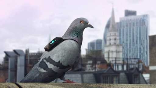 Качество воздуха в Лондоне будут контролировать голуби с рюкзаками