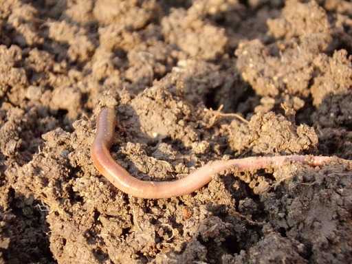 В Британии обнаружили гигантского червя размером со змею