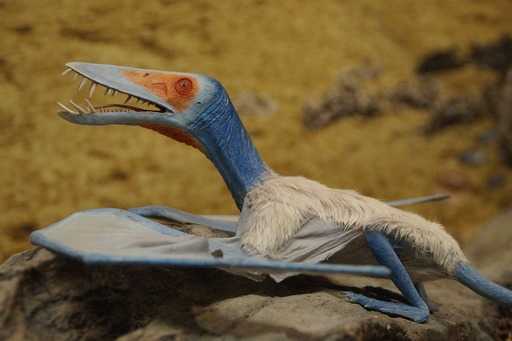 Длинный клюв помог птицам пережить динозавров