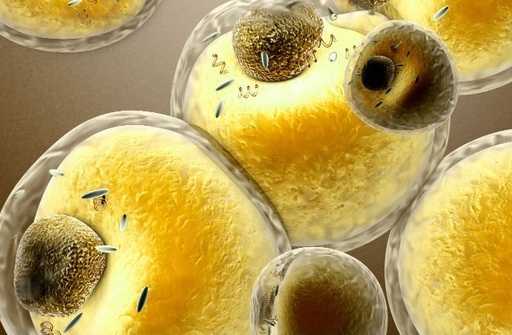 Науката показва, че мастните клетки живеят по-дълго от постните