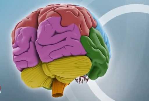 Учёные нашли участок мозга, отвечающий за тягу к алкоголю
