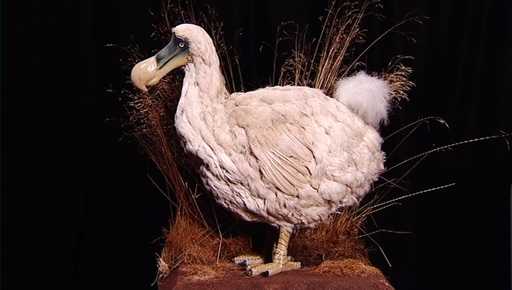 Скелет птицы додо впервые за 100 лет выставлен на продажу