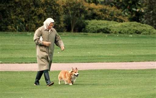 Британская королева перестала разводить собак породы корги, не желая оставлять их одних после смерти