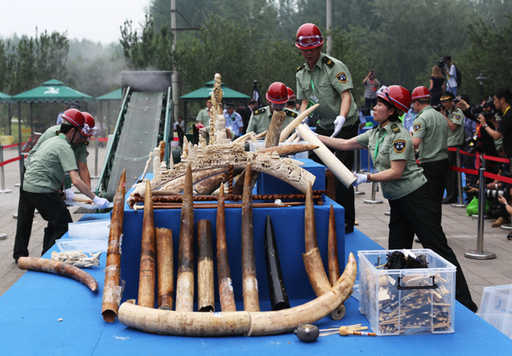 La Cina distrugge 662 kg di avorio illegale