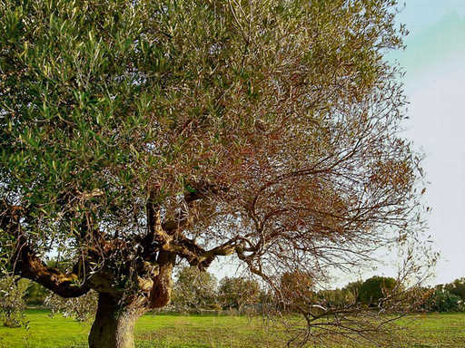Olive blight spreads to France