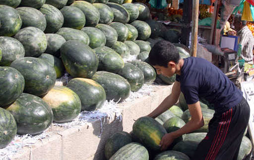 Jordan exports 300 tonnes of watermelon per day to Gulf states