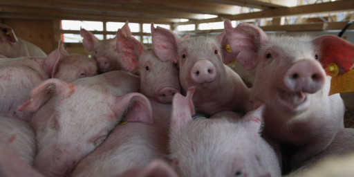Статистика: Поголовье свиней на Мальте уменьшилось