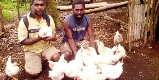 Куриные Фермы Вануату получают поддержку от Папуа—Новой Гвинеи