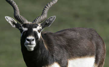 Blackbuck population increases in Odisha