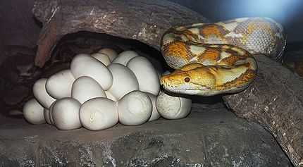 Proud Python Mum Guards 40 Egg Babies
