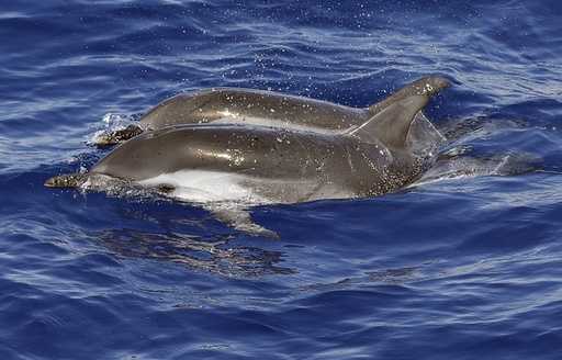 Марсель: Дельфіни в Пуант-Руж