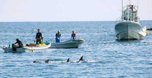 Половина пойманных загоном японских дельфинов отправляются на экспорт