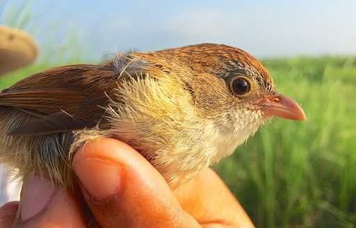 A rare bird disappeared in 1941 rediscovered in Burma