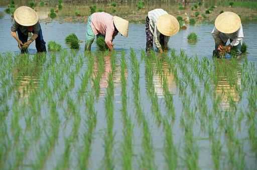 В 2014 году в Китае на сельское хозяйство выделили 23.6 триллионов юаней кредитов