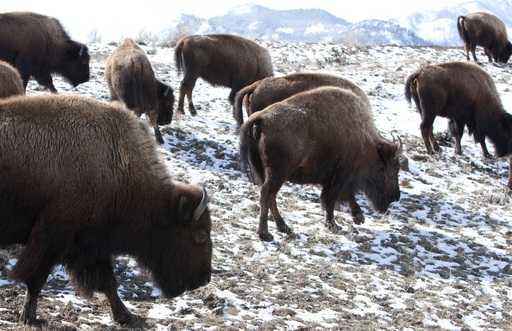 Accord conclu pour réduire le troupeau de bisons de Yellowstone de 600 à 900