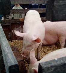 Сняты ограничения для Болгарии в связи с классической чумой свиней