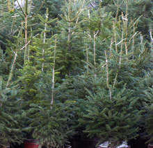Спрос на рождественские елки из Родоп на праздники восстанавливается после отлива из-за прошлогодней пандемии