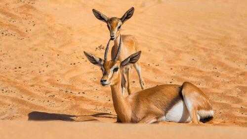 Émirats arabes unis : nouvelle loi réglementant la chasse aux animaux sauvages