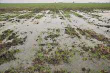 Десятки гектаров сельхозпродукции находятся под водой в муниципалитете Садово.