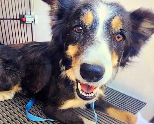 Pies Colorado zaginiony przez 2 tygodnie uratowany z półki