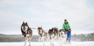 Захоплюючі катання на собачих упряжках в Норвегії