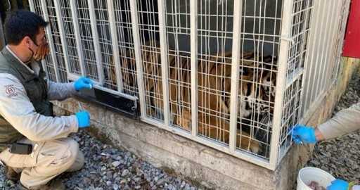 Zoo w Chile testuje eksperymentalną szczepionkę Covid-19 na lwach i tygrysach