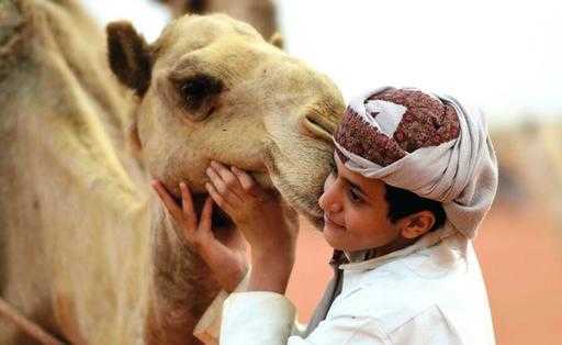Конкурс краси саудівського верблюда вразив ботоксом