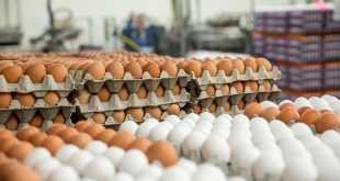 Таможня оштрафовала на 59 000 кувейтских динаров по иску яйца