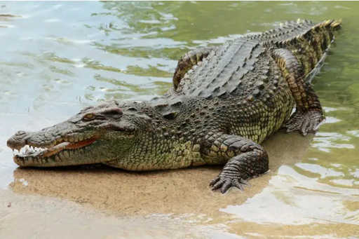 Совет Остерегайтесь крокодилов жителям Кунака