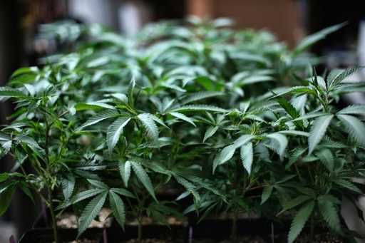 Il Congresso adotterà la riforma sulla marijuana questa primavera