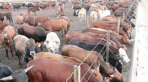 CSC traci 95 sztuk bydła