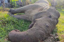 Бык слона убит током