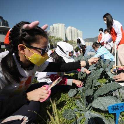 Dzieci z Hongkongu próbują swoich sił w zbieraniu warzyw na farmie na dachu