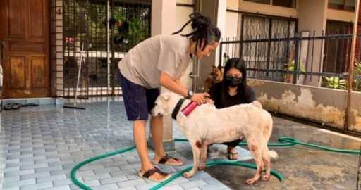 Приют в Малайзии спас от наводнения 120 кошек и собак