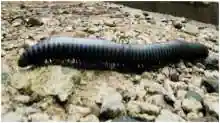 Найден червь буквально весом 50 кг, хорошо, что теперь он ископаемый, а?