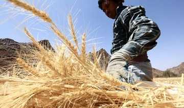 Саудовская зерновая организация закупит пшеницу с исключительным увеличением у местных фермеров