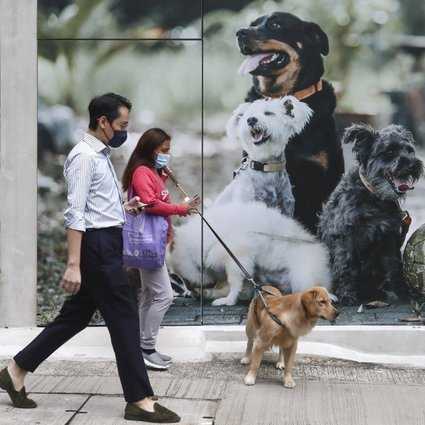Омбудсмен Гонконга требует ужесточения надзора за режимом лицензирования собак