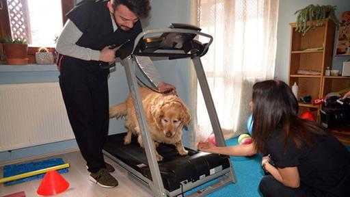 Дебелото куче Паша сваля 31 кг за 3 години с упражнения