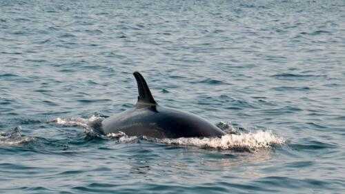 Посмотрите: два редких кита замечены у берегов Абу-Даби