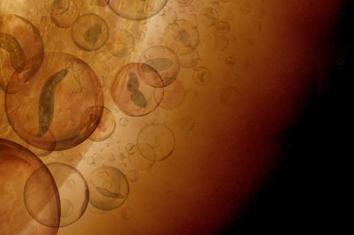 The theoretical possibility of the origin of life in the clouds of Venus is shown