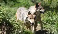 Zoológico francés cerró temporalmente después de que una manada de 9 lobos escapara durante el horario de visita