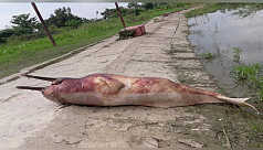 Бангладеш - Еще один дельфин, находящийся под угрозой исчезновения, найден мертвым в реке Халда