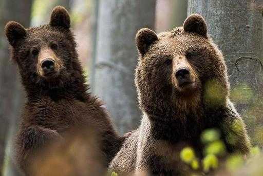 Справа вверху: местная общественная организация и телепродюсер Чарли Оттли объявляют призыв к открытию нового медвежьего заповедника в Румынии.