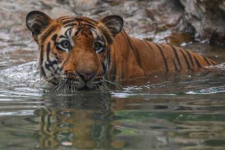 В 2021 году в Индии зафиксировано 126 смертей тигров
