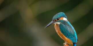Словения - общественная организация предупреждает о браконьерстве на охраняемые виды птиц