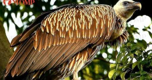 Un vautour de l'Himalaya extrêmement rare repéré dans les jardins botaniques de Singapour