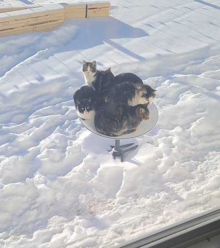 Kanadyjskie koty na podwórku wybierają antenę satelitarną Starlink w chłodne zimowe dni